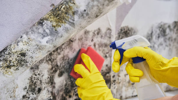 Mold Odor Removal Services